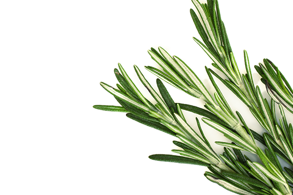 Rosemary Oil